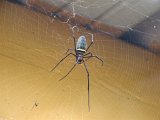 00396-2189 Spider at the Mulu Resort